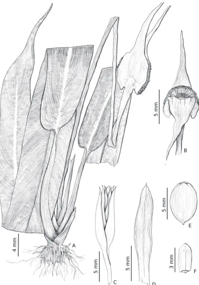 Figure 6.  Rapatea ulei (J.B.F de Silva 3388 - MG). A. Habit. B. Inflorescence (highlighted)