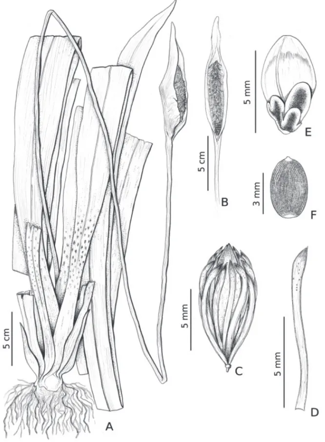Figure 8.  Spathanthus unilateralis (A-C-D-E-F A. Ducke sn- MG; B T. Praia 13 - MG). A