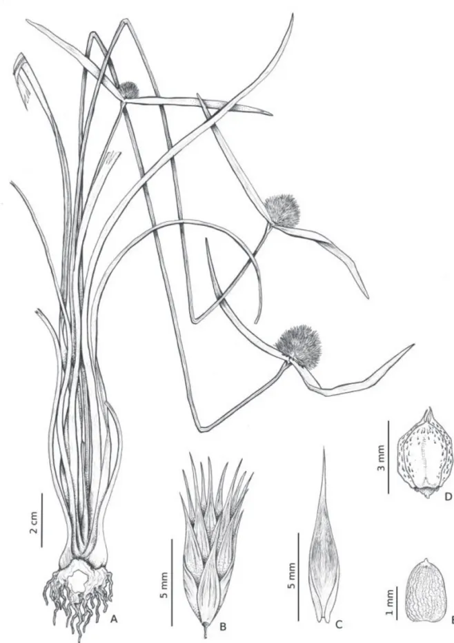 Figure 2.  Duckea cyperaceoidea (A. Ducke, sn - RB). A. Habit. B. Spikelet. C. Bracteole with revolute margin (adaxial face)