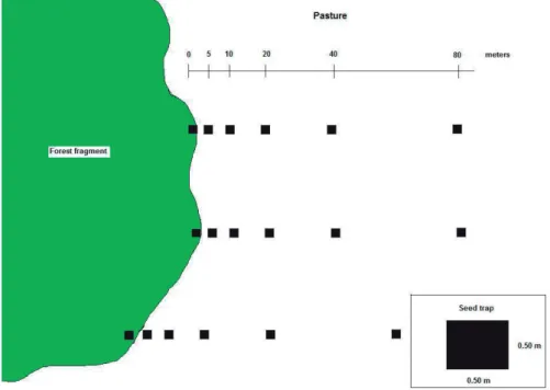 Figure 2.  Sample layout of the seed trap transects in one of the 6 pastures. All transects were separated from each other by at least  150 m.