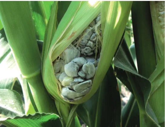 Figure 1.  Maize ears showing gall symptoms in Montecillo-Mexico during the spring-summer growing season 2010-2011