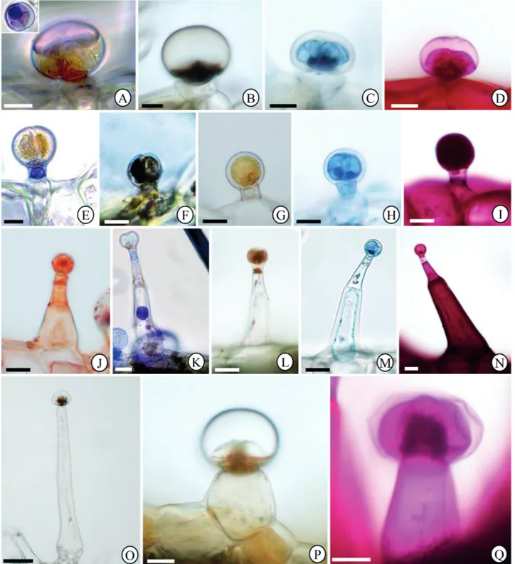 Figure 6.  Histochemical tests of glandular trichomes in Hyptis villosa leaf blade. (A-D) Morphotype I