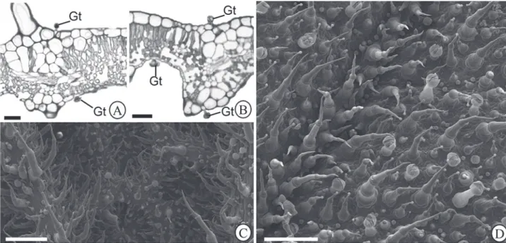 Figure 1.  Glandular trichomes on the leaf blade of Hyptis villosa. (A-B) Cross sections of leaf blade under light microscopy showing  the glandular trichomes (Gt) in both leaf surfaces