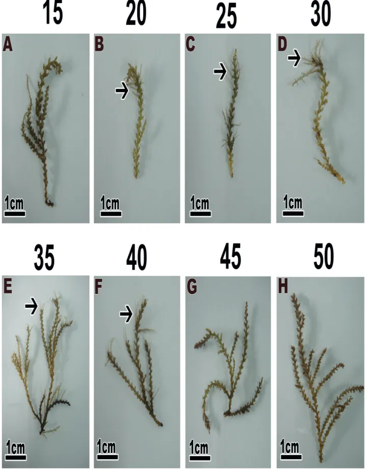 Figure 2.  Morphological features of A. spicifera treated with 15, 20, 25, 30, 35, 40, 45 and 50 psu