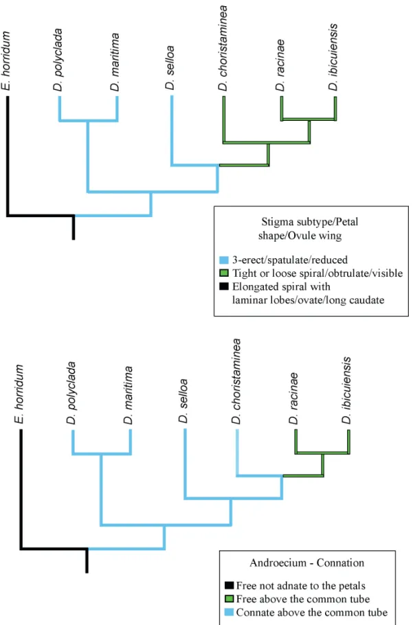 Figure 5.  Some of the main phylogenetically informative morphological characters mapped in one of the three most parsimonious  trees inferred.