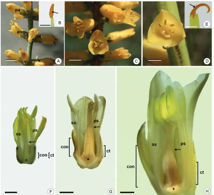 Figure 1.  Dyckia flowers in natural environment and longitudinal section of fixed flowers