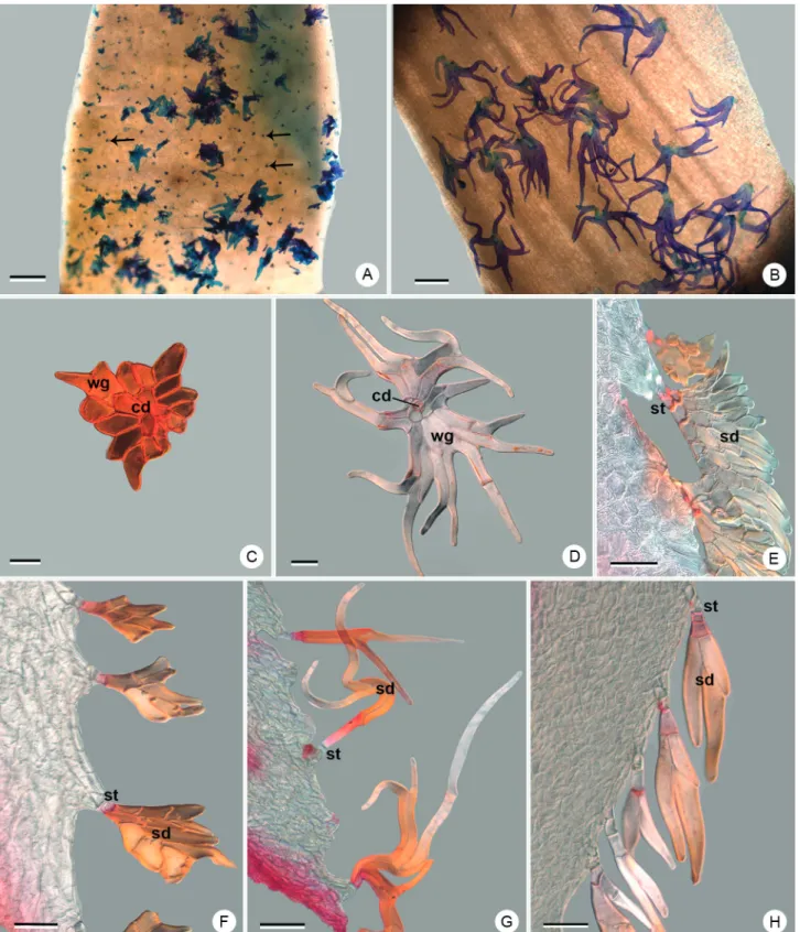 Figure 3.  Peltate trichomes of the perianth in Dyckia species under Differential Interferential Contrast (DIC)