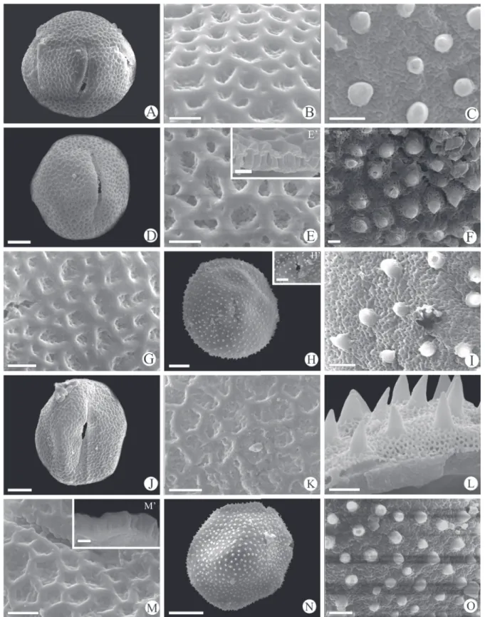 Figure 4. Scanning electron micrographs of Waltheria L. pollen grains. W. ackermanniana (Reticulate): A
