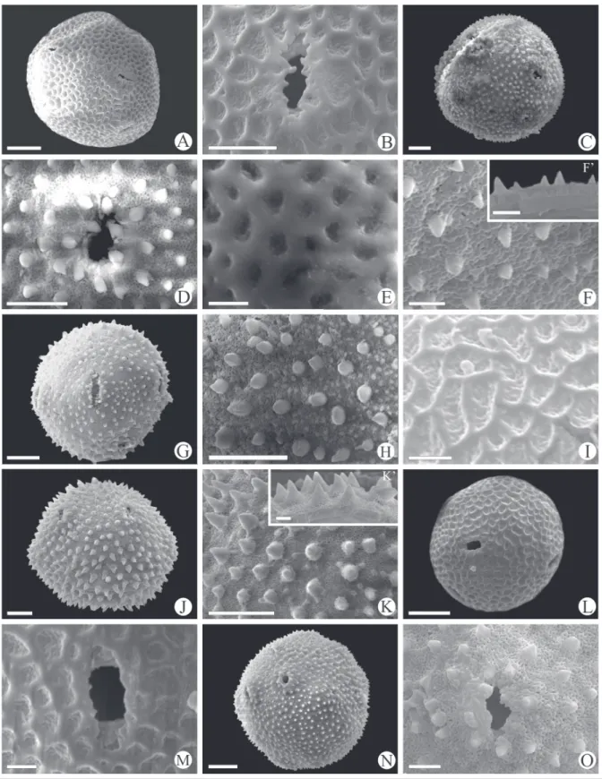 Figure 5. Scanning electron micrographs of Waltheria L. pollen grains. W. communis (Reticulate): A
