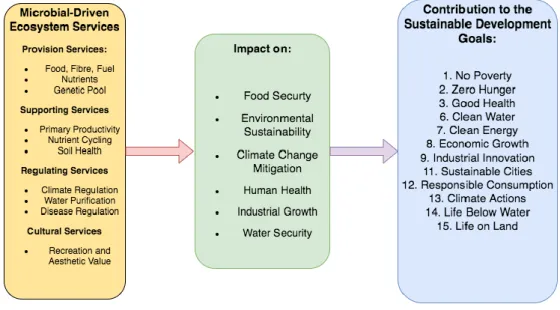 Figure 7- Contributions of Microbial Technology to the SDGs (Adapted from: The contribution of microbial biotechnology  to Sustainable Development goals: microbiome therapies, O’Toole &amp; Paoli, 2017) 