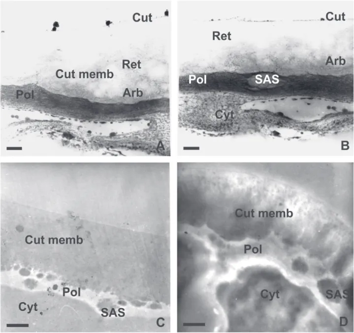 Figure 1.  Transmission electron microscopy of the outer cell wall of the epidermis of colleters of Bathysa nicholsonii