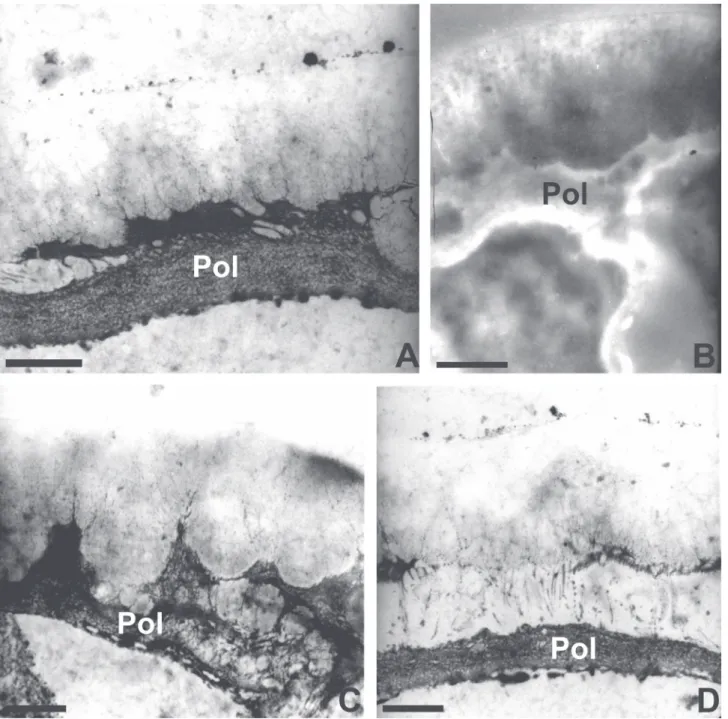 Figure 3.  Transmission electron microscopy of the outer cell wall of the epidermis of colleters of Bathysa nicholsonii