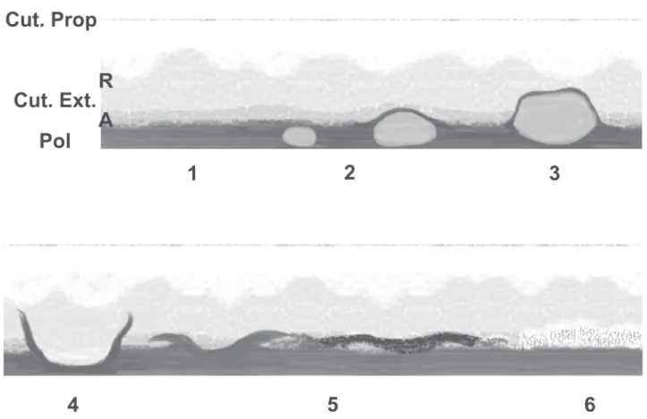 Figure 4.  Dynamic model elucidating the different phases of secretion passage through the outer cell wall of colleters of Bathysa  nicholsonii
