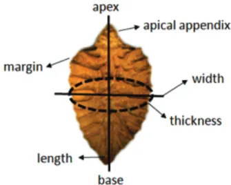 Figure 1.  Photomicrographs of a seed showing the features and  dimensions measured.