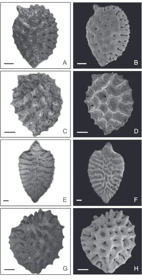 Figure 2.  Photomicrographs and electron photomicrographs of seeds of the species of Passiflora subgenus Astrophea