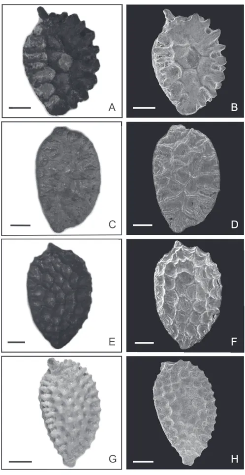 Figure 3.  Photomicrographs and electron photomicrographs of seeds of the species of Passiflora subgenus Astrophea