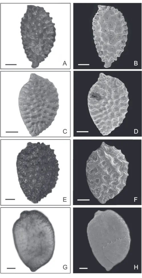 Figure 4.  Photomicrographs and electron photomicrographs of seeds of the species of Passiflora subgenus Astrophea