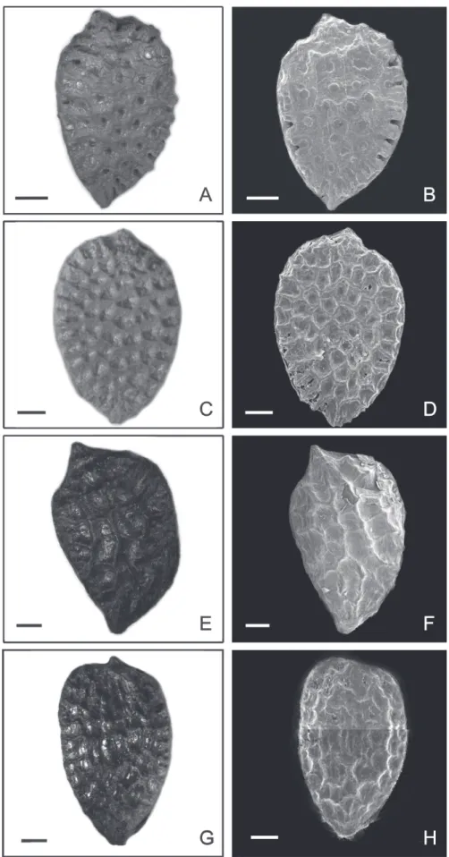 Figure 5.  Photomicrographs and electron photomicrographs of seeds of the species of Passiflora subgenus Astrophea