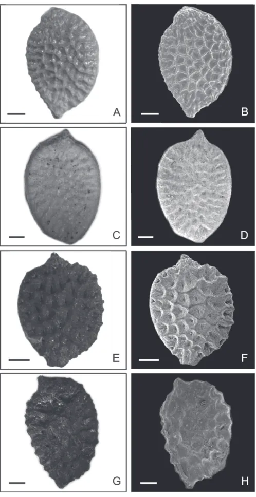Figure 6.  Photomicrographs and electron photomicrographs of seeds of the species of Passiflora subgenus Astrophea
