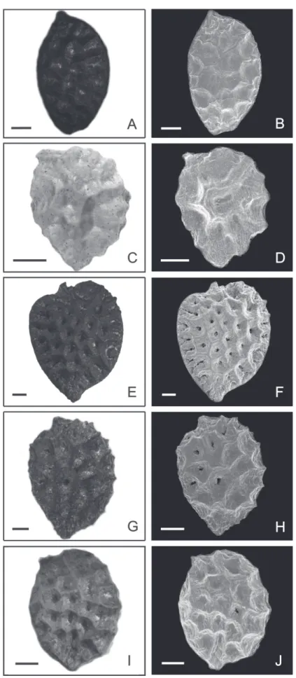 Figure 7.  Photomicrographs and electron photomicrographs of seeds of the species of Passiflora subgenus Astrophea