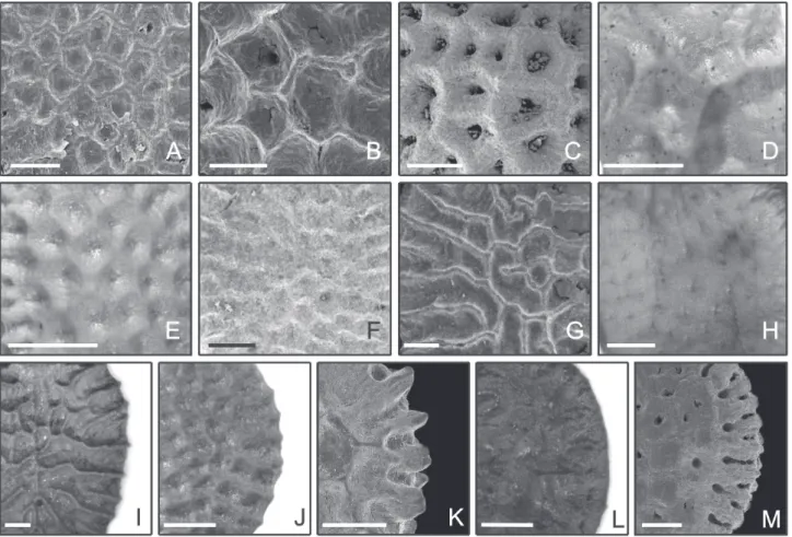 Figure 8.  Photomicrographs and electron photomicrographs of ornamentation and margin of the seeds of the species of Passiflora  subgenus Astrophea