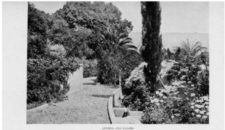 Fig. 2. Cypress and Dailes. In Leaves from a Madeira Garden. 1909. 