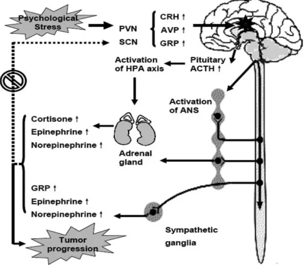 Fig.  1  The  bio-neurological  model  for  the  impact  of  distress  on  cancer  progression (Yuan, Wang, Li, &amp; Huang, 2010) 