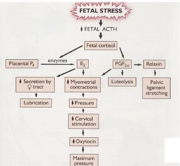 Figura 6 - Eventos endócrinos e bioquímicos desencadeados pelo stress fetal  (Adaptado de Senger, 2005) 