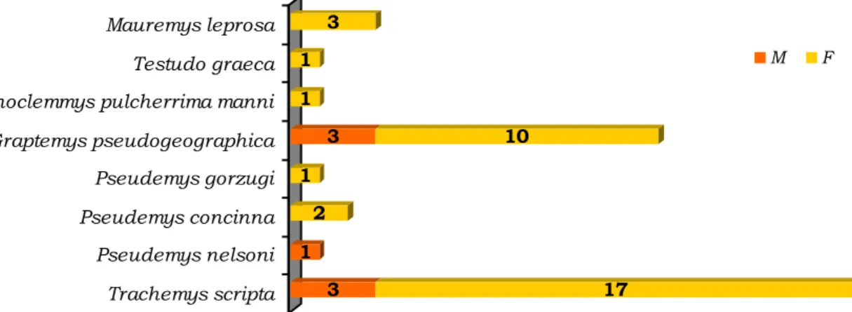 Gráfico 2 – Número de necrópsias realizadas no estudo segundo a espécie e sexo (n = 42)