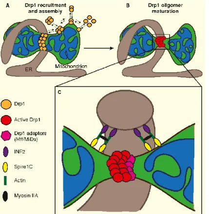 Figure 7. Mitochondrial fission.  