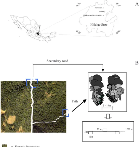 Figure 1. A. Location of study area in Hidalgo State, Mexico. B. Schematic representation of a forest area, layout of transects and sampling  units (10×3 m, spaced 50 m apart across sides) along secondary roads and paths
