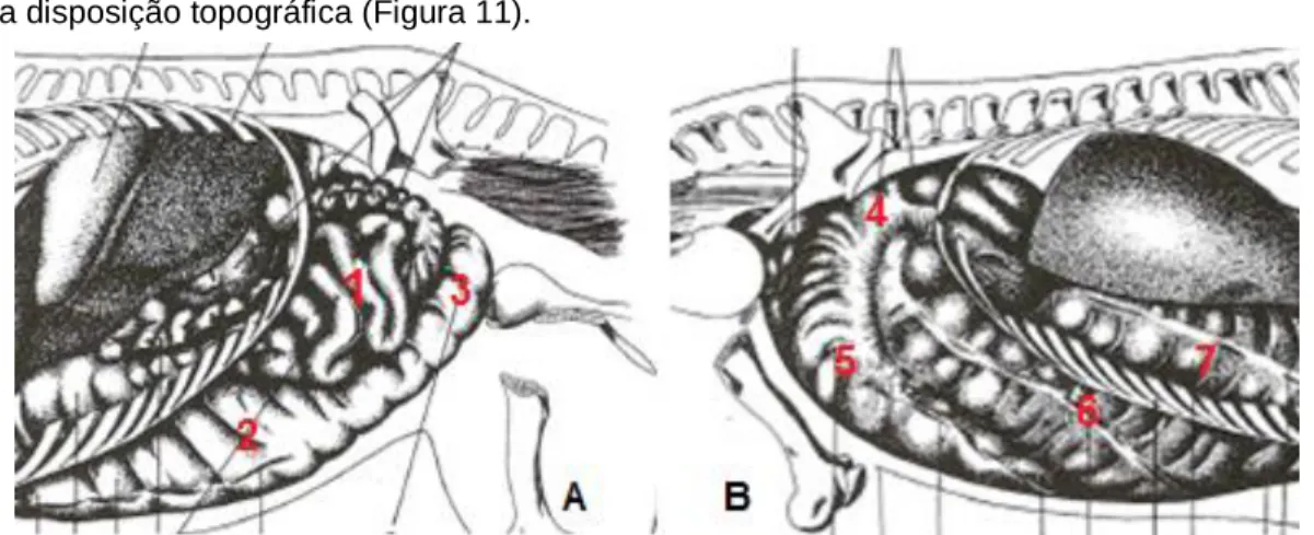 Figura 11 – Representação esquemática de estruturas avaliadas aquando da auscultação abdominal