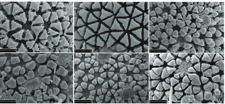 Figure 5-10. Electron micrographs of Manihot spp. pollen grains. 5. M. fl abellifolia (FLA 005-07); 6