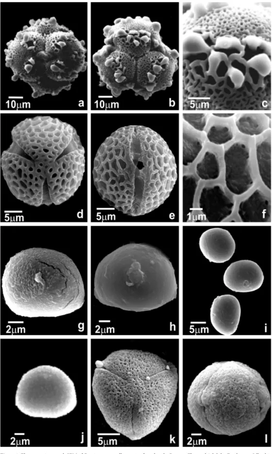 Figure 3. Electron micrograph SEM of Gentianaceae pollen grains found in the Reserva Florestal Adolpho Ducke