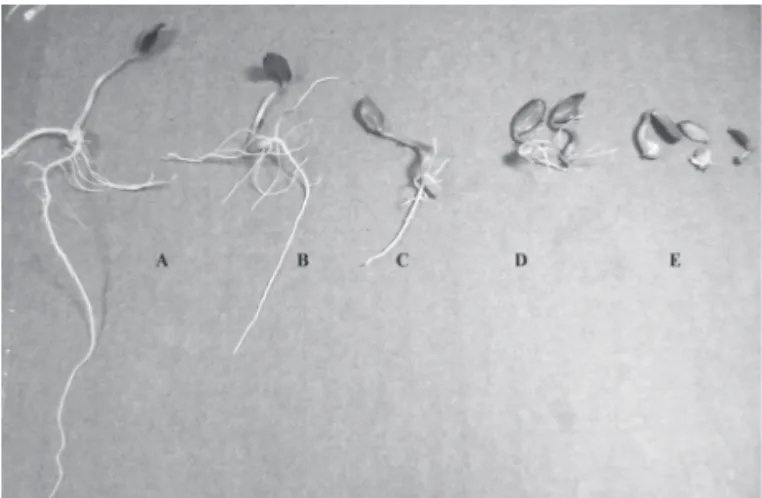Figure 3. Effects of ethyl acetate extracts of Turnera diffusa Willd. ex Schult.,  at different concentrations, on cucumber roots: A, control; B, 1.25 mg ml −1 ; C,  2.50 mg ml −1 ; D, 3.75 mg ml −1 ; E, 5.00 mg ml −1 .