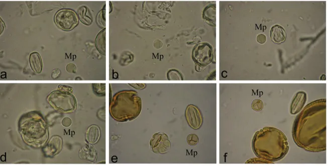 Figure 2. Photomicrographs of pollen grains obtained from the post-emergence residue of Melipona interrupta Latreille, detailing pollen grains of  Mimosa pudica (Mp), which retained its content (a-d), in slides prepared in accordance with the modified prot