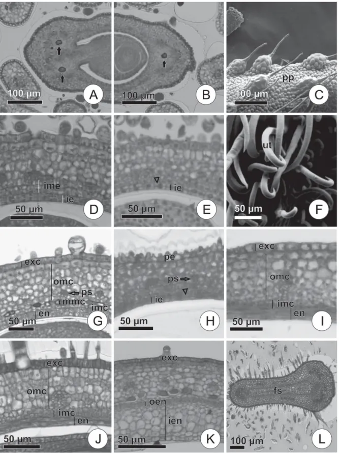 Figure 1. Transversal sections. A,B—Floral bud ovary of Aeschynomene evenia Wright; C, F—Ovary outer surface of A