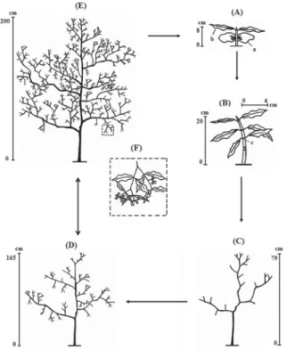 Figure 1. Schematic representation of the ontogenetic stages of Psychotria tenui- tenui-nervis Müll.Arg.: (A) seedling; (B) juvenile; (C) immature; (D) adult (vegetative  phase); and (E) adult (reproductive phase)