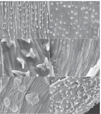 Figure 2. A-C. Forked papilla in Hypnella diversifolia (Mitt.) A. Jaeger. A. 