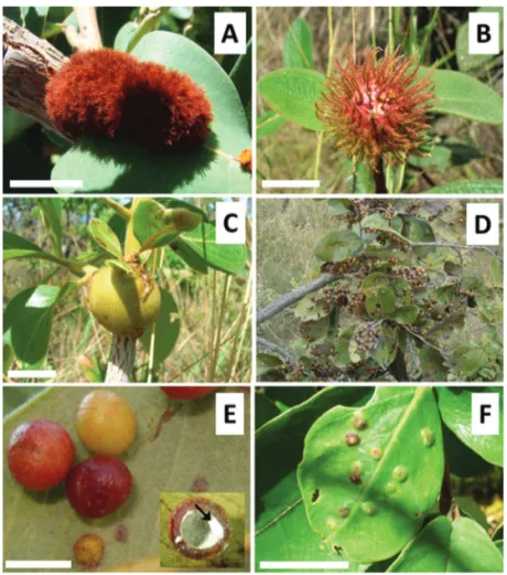 Figure 3. Linear regression between galling insect species richness per plant  taxon and plant family size in number of species (y=1.39 + 0.01x, r 2 =0.49, N =  30, p&lt;0.001