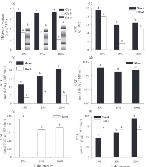 Figure 3. Chlorophyll content (a) and enzyme activity—superoxide dismutase (SOD, b); ascorbate peroxidase (APX, c); catalase  (CAT, d and e) and guaiacol peroxidase (POX, f)—in red rice seedlings exposed to varying levels of light intensity.