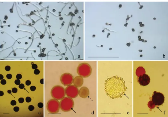 Figure 3. a) High germination percentage of the pollen grains and the length of the pollen tube of Passiflora edulis f