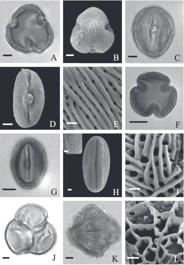 Figure 1.  Photomicrographs and electron micrographs of pollen grains of species of Chironieae (Gentianaceae)