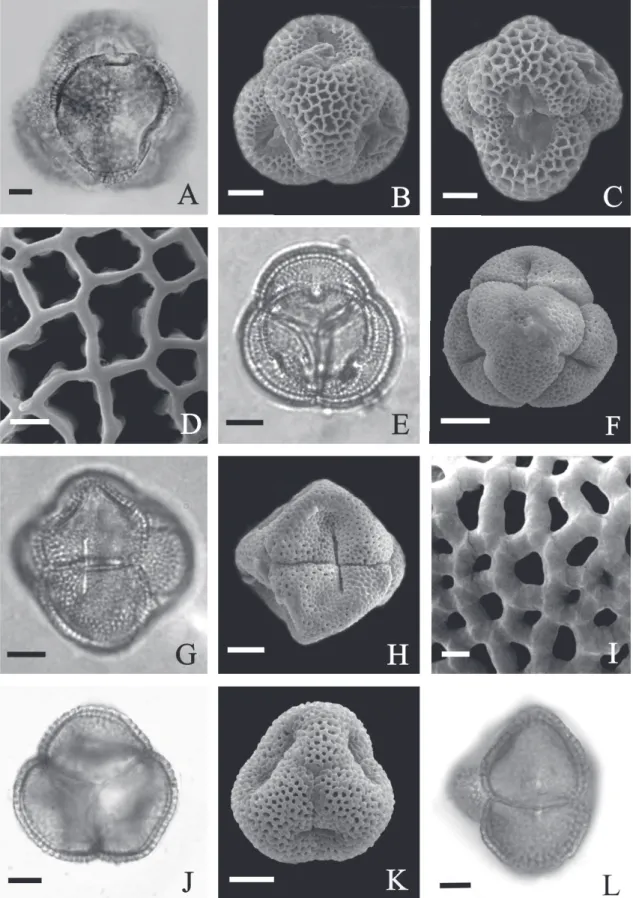 Figure 2.  Photomicrographs and electron micrographs of pollen grains of species of Chironieae (Gentianaceae)