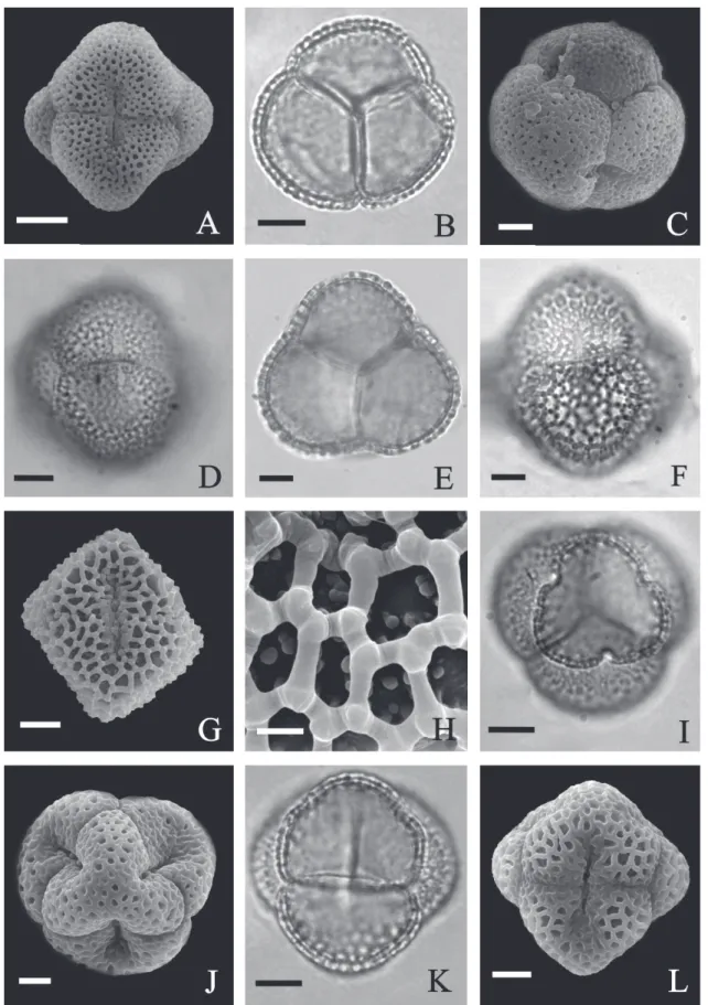 Figure 3.  Photomicrographs and electron micrographs of pollen grains of species of Chironieae (Gentianaceae)