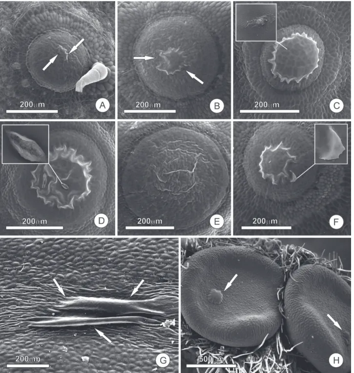 Figure 1.  Accumulation of nectar and formation of the subcuticular space in extrafloral nectaries (NEFs); samples were prepared  following standard SEM methods, fixed in 2.5 % glutaraldehyde in 0.1 M phosphate buffer, dehydrated in an ascending ethanol se