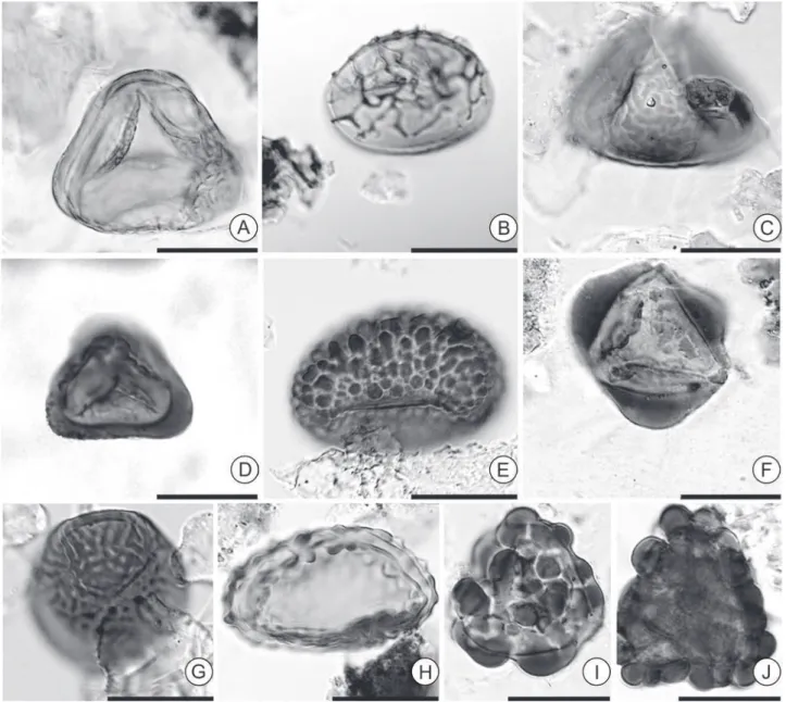 Figure 3.  Fern spores recorded in the studied sections. A. Nijssenosporites fossulatus