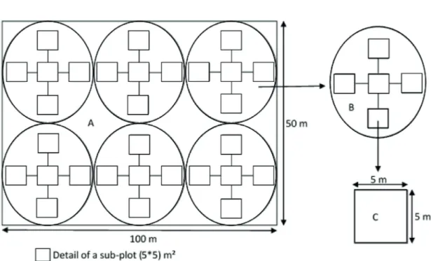 Figure 2.  Detail of the method sampling.  A. Plot of 5000 m²; B. Five blocks of four sub-plots; C