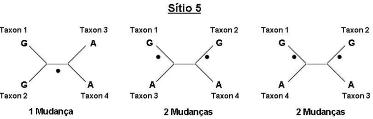 Figura 3.1: Contagem das mudan¸cas dos caracteres relativamente ao s´ıtio 5 nas trˆ es topologias.