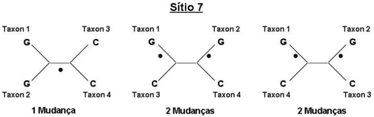 Figura 3.2: Contagem das mudan¸cas dos caracteres relativamente ao s´ıtio 7 nas trˆ es topologias.